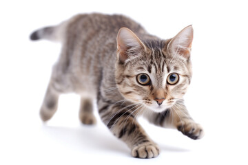 Fototapeta premium A playful tabby cat with striking blue eyes, walking towards the camera. The cat's fur is a mix of gray and brown stripes, and it appears curious and alert. The background is white