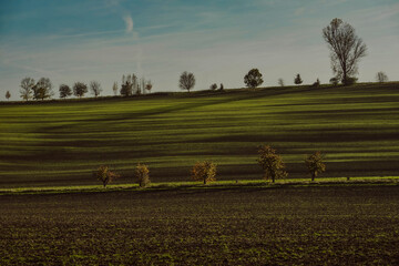 Pilze