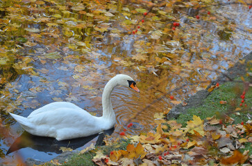 Fototapeta premium One graceful white mute swan swimming in an autumn pond full of fallen maple leaves. Wild waterfowl birds in autumn season ,swans wildlife concept.