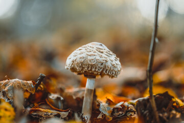 Pilze