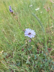Bee on a blue flower, fly © Sylwia