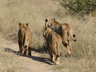 Group of lions