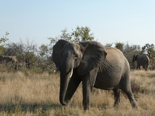 Fototapeta premium Elephant in South of Africa