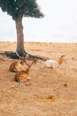 Obraz premium Animales salvajes.