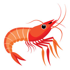  prawn vector white background