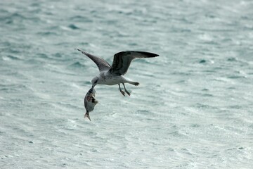 Gaviota volando con el pez pescado, le falta un trozo de la cabeza, picoteado en su lucha por no ser atrapado, sobre vuelan el mar en calma, lleva el pez con su pico, tonos claros, fondo del océano