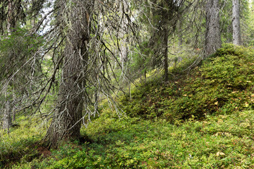 An old-growth coniferous forest growing on a slope in Närängänvaara near Kuusamo, Northern...