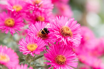 a bumblebee on a pink flower collects pollen