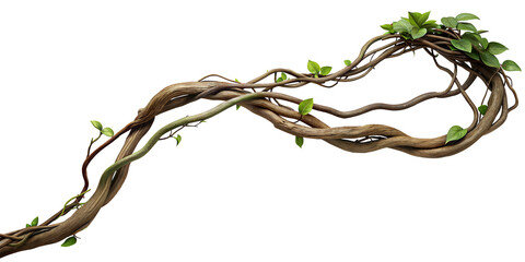 Twisted wild liana vine plant, nature frame jungle border, isolated on white background, clipping path, cut-out, 