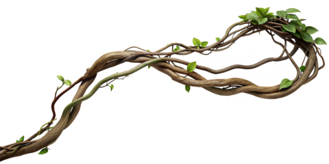 Twisted wild liana vine plant, nature frame jungle border, isolated on white background, clipping path, cut-out, 