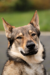 Wilczak czechosłowacki