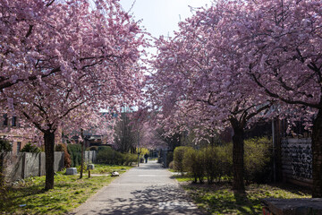 Cherry blossom in spring in Germany