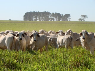 Novilhas da raça brahman no campo