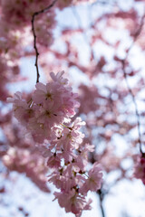 Cherry blossom in spring in Germany