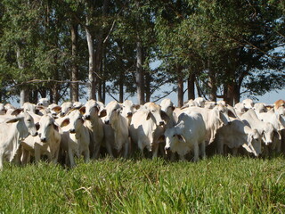 Novilhas da ra&ccedil;a brahman no campo
