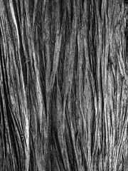 bark texture