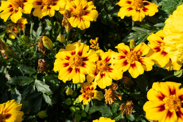 Girl's eye coreopsis grandiflora sun child flower