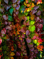 red and yellow leaves