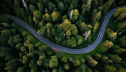  A winding road through a forest with trees on both sides 