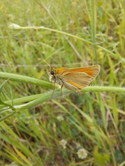 Butterfly on grass
