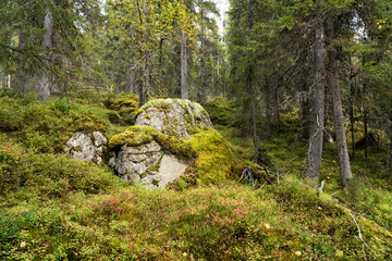 A large boulder covered with moss in an old-growth forest of Närängänvaara near Kuusamo, Northern Finland	