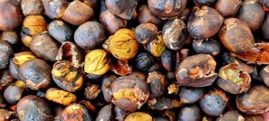 Roasted chestnut