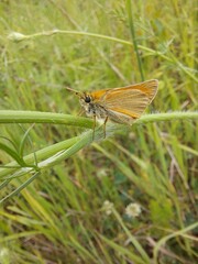 Butterfly on grass