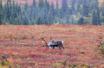 Barren Ground Caribou Bulls in Autumn in Denali National Park Alaska