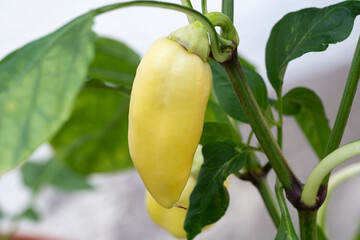 Self planted peppers in the garden