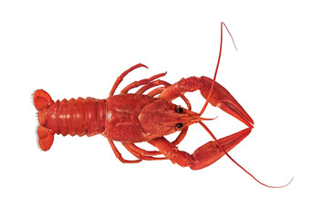 one boiled crayfish isolated on white background. top view