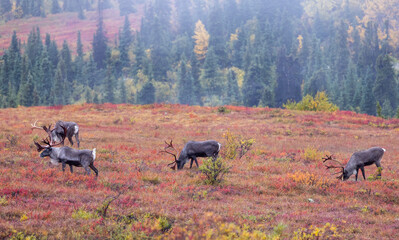 Barren Ground Caribou Bulls in Autumn in Denali National Park Alaska