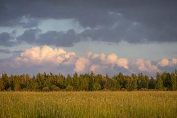 Fototapeta premium Nature before the evening rain