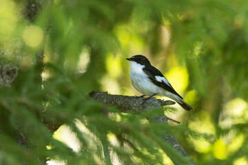 Male European pied flycatcher perched on a spring day in an Estonian boreal forest