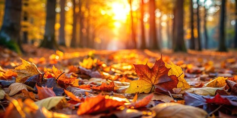 Autumn leaves on forest floor with focus