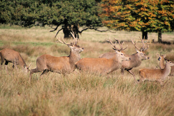 Red Deer in the Cheshire Countryside