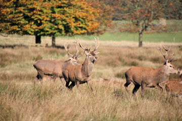 Red Deer in the Cheshire Countryside