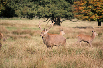 Red Deer in the Cheshire Countryside