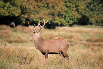 Red Deer in the Cheshire Countryside
