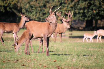 Red Deer in the Cheshire Countryside