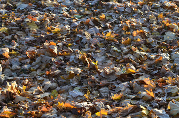 Autumn leaves covered with a light layer of snow.