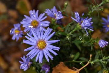 The aster perennial in the morning after the first frost in the garden. Astra (lat. Aster) is a genus of herbaceous plants of the Asteraceae family (Asteraceae). November 3, 2024.