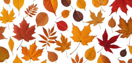 Obraz premium Autumn leaves gently falling, isolated on a transparent background, highlighting the vibrant colors of the season.