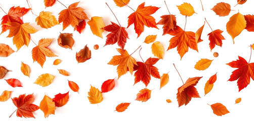 Colorful autumn leaves falling, isolated on a transparent background, highlighting the rich hues of the fall season.