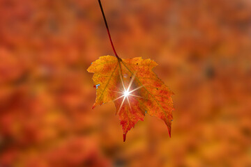A vibrant orange leaf hangs delicately, with a bright starburst of light at its center. The blurred background features a sea of warm autumn hues.
