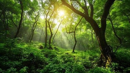Fototapeta premium Enchanting Forest with Leafy Canopy and Sunlight Breaking Through 