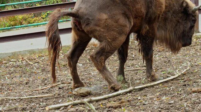 Bison grazes and shits peacefully in natural habitat during autumn afternoon in a serene woodland area.