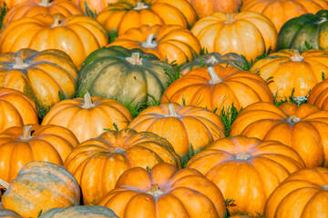 Full frame background of Pumpkins. Many Pumpkins on the hay. Autumn background. Halloween Thanksgiving Autumn Harvest background