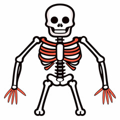 Skeleton Bones on White Background