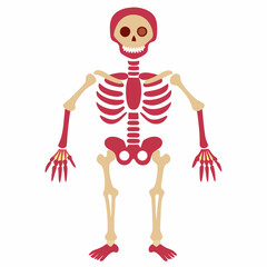 Skeleton Bones on White Background