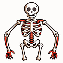 Skeleton Bones on White Background